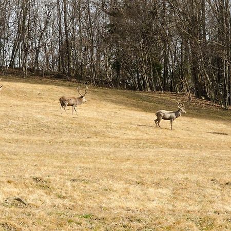 Appartamento La Risorta Cesiomaggiore Esterno foto